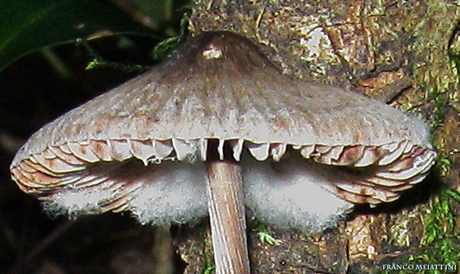 Mycena polygramma